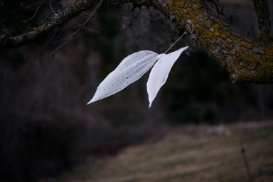 Взрослая дочь ноября