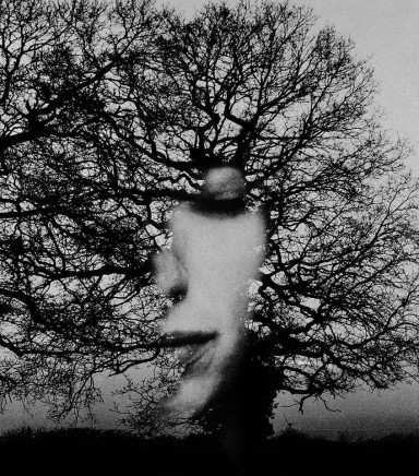 Песня про дерево (отрывок)