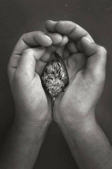 Вороны и воронята