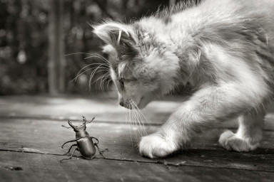 Земля. Один потрясающий день