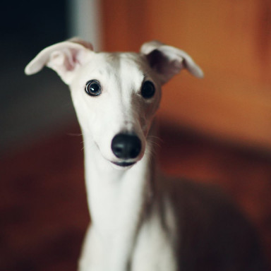 Ваши дети просят собаку или кошку?