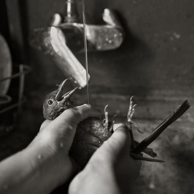 Краснохвостые подбалконники