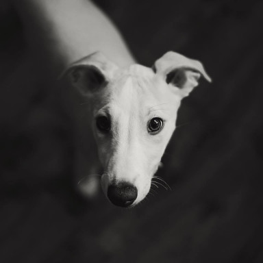 Как Фредди чахнет