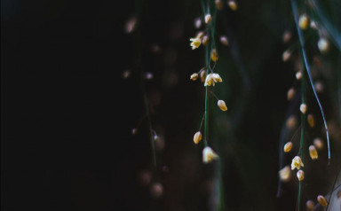 Ради Джудит