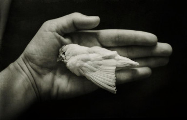 Толерантность к насилию