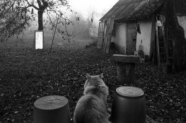 Ежик в тумане