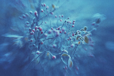 Цветик-Семицветик против Снежной Королевы: новогодний квест