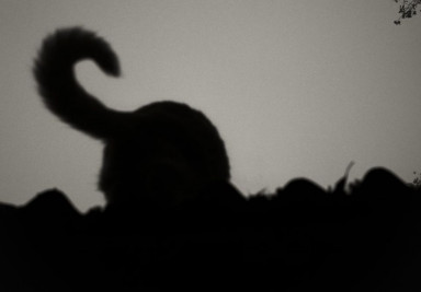 Кот в колпаке – вот мы сидим на карантине!