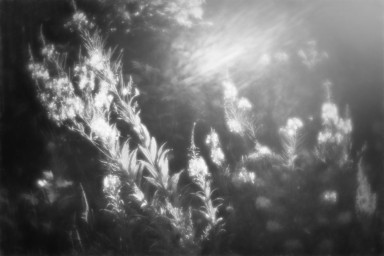 Осторожно, злой суп!