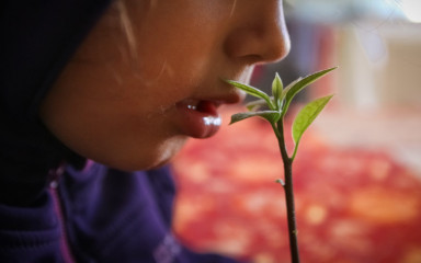 Пух персика