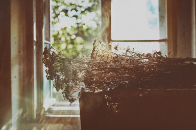 Улитки — наши союзники