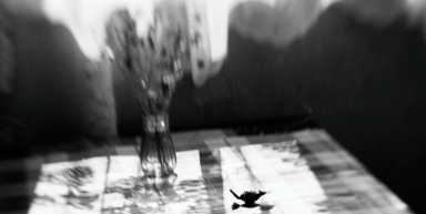 Лаванда Прованса