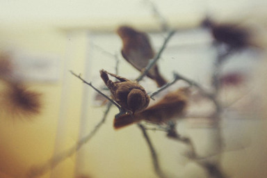 Любовь и голуби