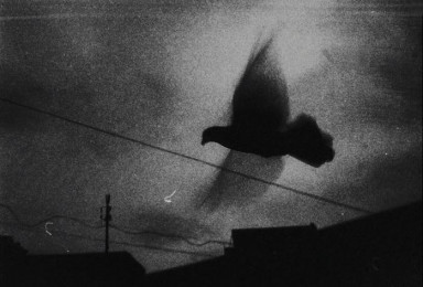 Кстати, мы назвали его Гошей