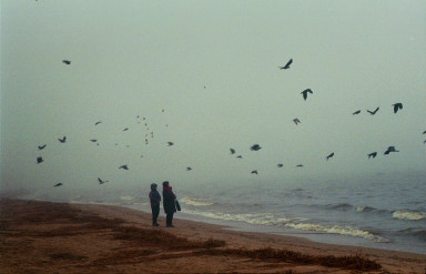 Чайки над Перово