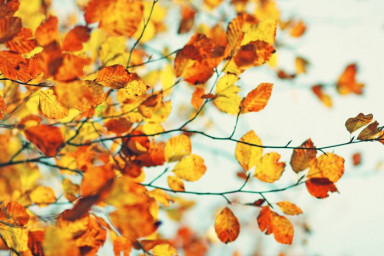 Про людей и грибы