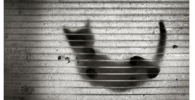 Про кошку, дружбу и бывшего мужа