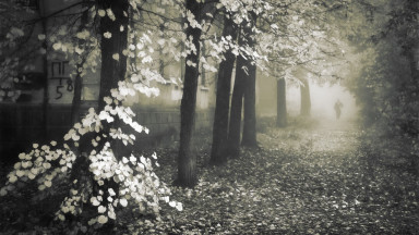 Тридцать три берёзовых листика