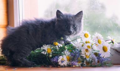  «‎Три кота»:  сказкотерапия для самых маленьких