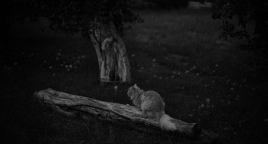 Успокаивающий белый и гнилые яблоки
