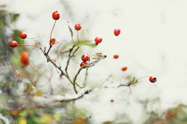 Те,  кто торопится в жизни и в любви