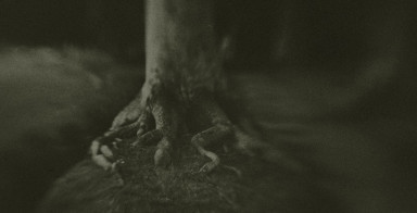 Крик ракопаука с планеты Пандора