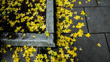 Кленовый лист