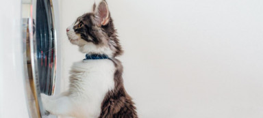 Рыжий-бесстыжий