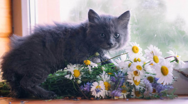 Предприниматель с большим сердцем,  или Как заработать на чуде