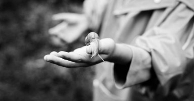 Двойка по биологии