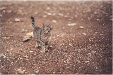 Про Пушкина