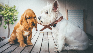 Проект по убеждению мамы