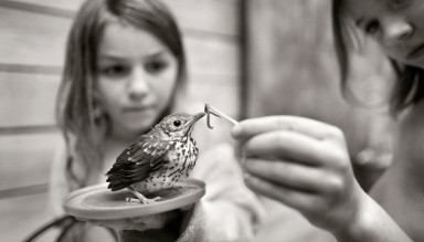 Скворечник