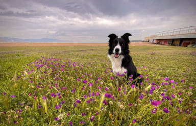 Братья наши меньшие