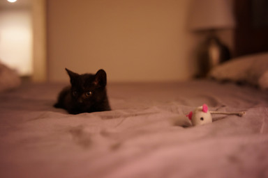 Люкке-16: страсти вокруг Ансельма