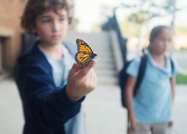 Мертвая бабочка