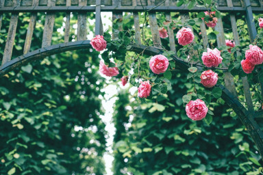 Вьющиеся розы
