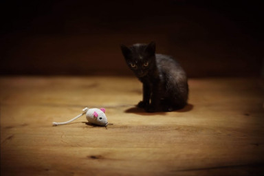 Люкке-21: почему Рик не завел кота