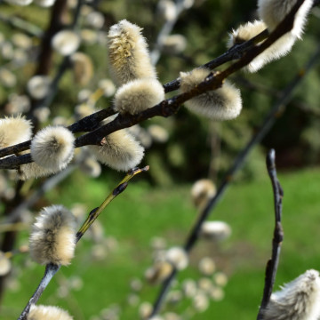 Стереотипы о Вербном воскресенье: разбираемся в них вместе