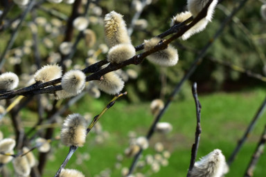 Alyona Milch / Unsplash